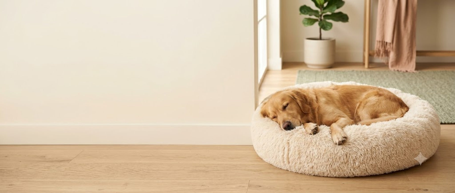 A golden retriever asleep in a cream plush donut bed on a warm oak floor